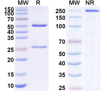 SARS-CoV-2 S2 Protein Human Monoclonal Antibody