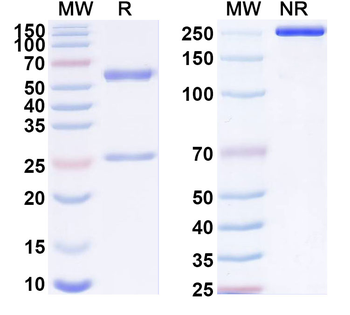 SARS-CoV-2 S2 Protein Human Monoclonal Antibody