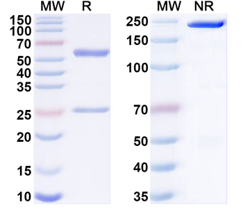 SARS-CoV-2 S2 Protein Human Monoclonal Antibody