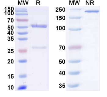 SARS-CoV-2 RBD Human Monoclonal Antibody