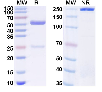 SARS-CoV-2 RBD Human Monoclonal Antibody