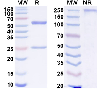 SARS-CoV-2 RBD Human Monoclonal Antibody