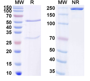 SARS-CoV-2 RBD Human Monoclonal Antibody