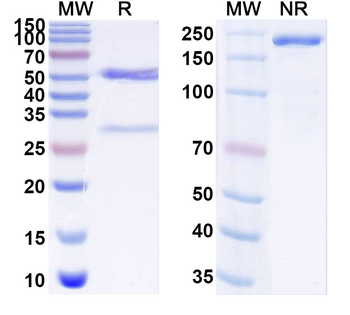 SARS-CoV-2 RBD Human Monoclonal Antibody