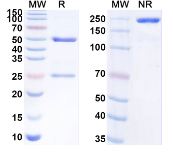 SARS-CoV-2 RBD Human Monoclonal Antibody