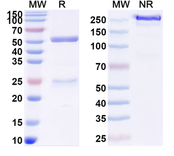SARS-CoV-2 RBD Mouse Monoclonal Antibody