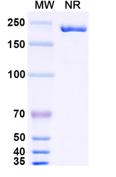 Hot Start Taq Mouse Monoclonal Antibody