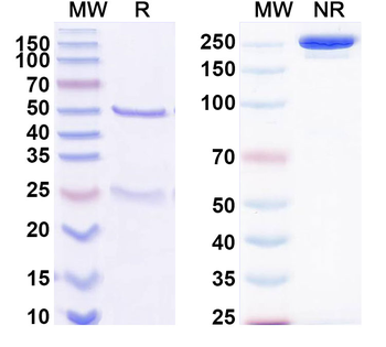 FGF19 Human Monoclonal Antibody