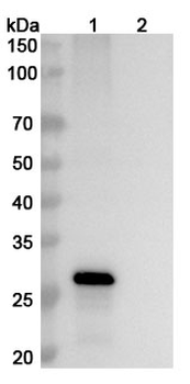 FGF19 Human Monoclonal Antibody
