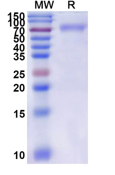 Recombinant Mouse TACSTD2/TROP2 Protein, C-Fc