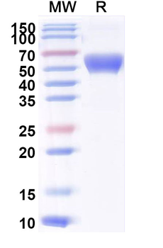 Recombinant Mouse CD69 Protein, C-Fc