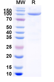 Recombinant Human CD304/NRP1 Protein, C-Fc