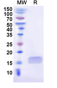 Recombinant Human MPZ Protein, N-His