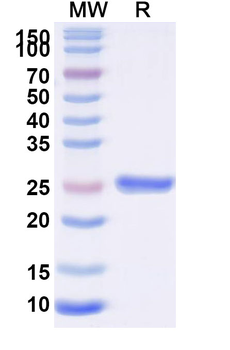 Recombinant Tirzepatide Protein, N-His-KSI