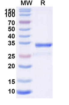Recombinant Tirzepatide Protein, N-GST & C-His