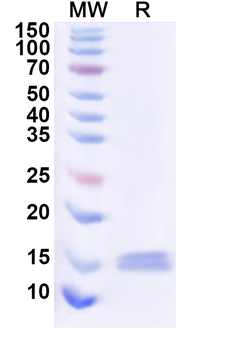 Recombinant Human CD369/CLEC7A Protein, N-His