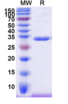 Recombinant Human IgG4 Fc Fragment