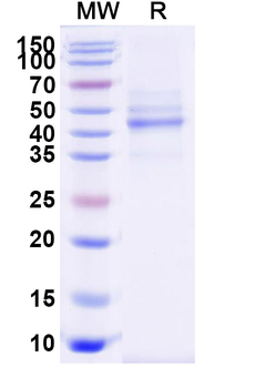 Recombinant Dog CD278/ICOS Protein, C-dFc