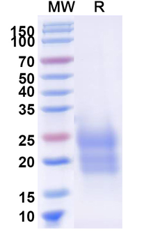 Recombinant Human TDGF1/CRIPTO Protein, C-His