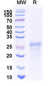 Recombinant Mouse SDC4 Protein, C-His