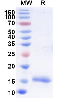 Recombinant Human GDF11/BMP11 Protein, N-His