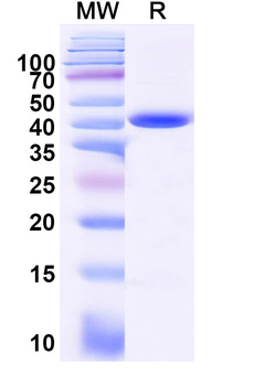 Recombinant Human KRAS/K-Ras 2 (G12C) Protein, N-GST