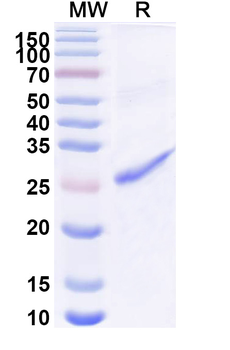 Recombinant Human HNRNPH1 Protein, N-His