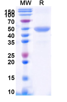 Recombinant Human GSPT1 Protein, N-His