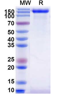 Recombinant Human MUC16/CA125 Protein, C-His