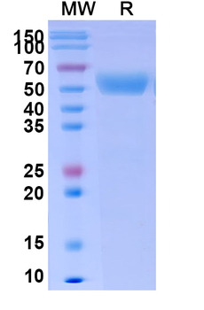 Recombinant Human CD66f/PSG1 Protein, C-His