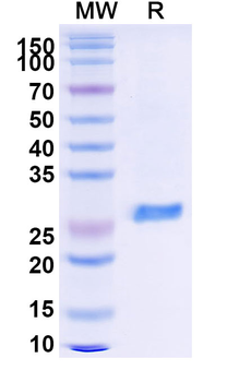 Recombinant Monkeypox virus/MPXV A29L Protein, N-GST & C-His