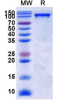 Recombinant Human CD100/SEMA4D Protein, C-His