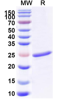 Recombinant Human CLCF1 Protein, N-His