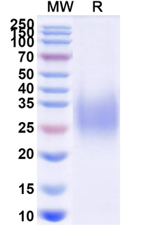 Recombinant Human CD279/PDCD1/PD1 Protein, C-His