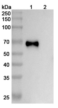 Recombinant Human CD27 Protein, C-Fc