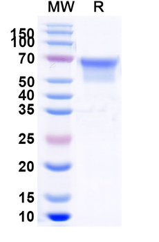Recombinant Human CD27 Protein, C-Fc
