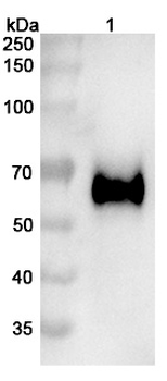 Recombinant Human CD333/FGFR3 Protein, C-His