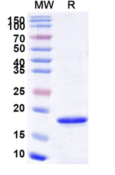 Recombinant Human IL10 Protein, C-His