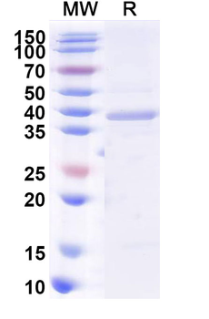 Recombinant Human BPI Protein, N-GST