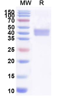 Recombinant Human CD28 Protein, C-Fc