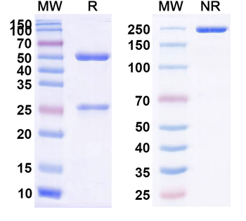 CD8a/Lyt2 Rat Monoclonal Antibody
