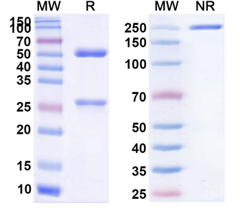 Rat IgG2b Isotype Control Monoclonal Antibody