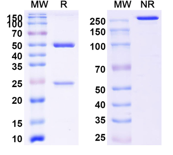 Rat IgG2a Isotype Control Monoclonal Antibody