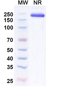 CD279/PDCD1/PD1 Rat Monoclonal Antibody