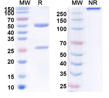 CD4 Rat Monoclonal Antibody
