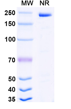Human IgG4 lambda Isotype Control Monoclonal Antibody
