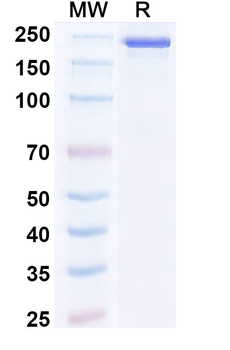 Human IgG3 lambda Isotype Control Recombinant Antibody