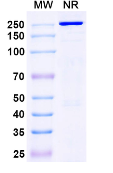 IgG Format Isotype Control for Bispecific Monoclonal Antibody