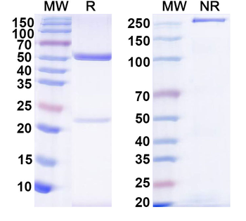 IgG Format Isotype Control for Bispecific Monoclonal Antibody
