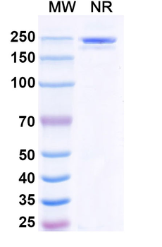 Human IgG2 lambda Isotype Control Recombinant Antibody